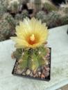 Thelocactus leucacanthus